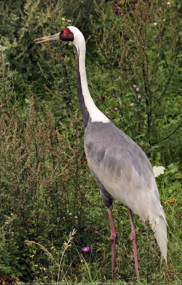 Photo de Grue antigone