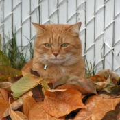 Photo de Chat domestique