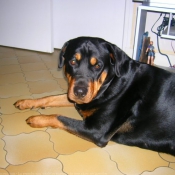 Photo de Rottweiler