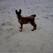 Photo de Berger belge malinois