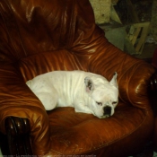 Photo de Bouledogue franais