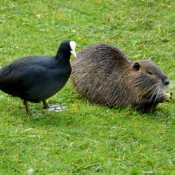 Photo de Races diffrentes