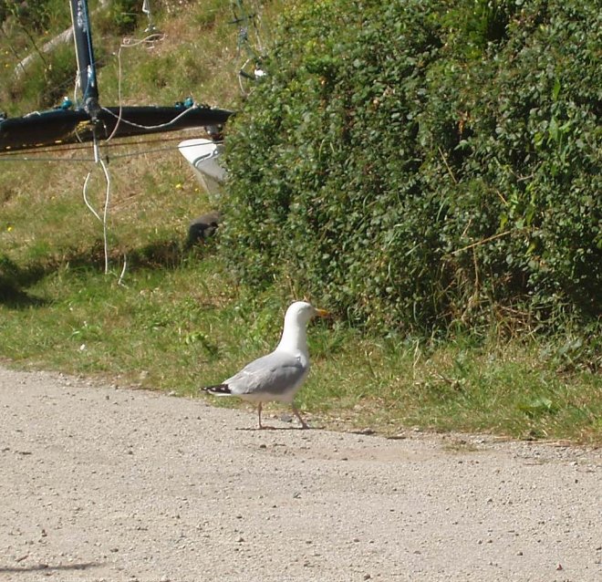 Photo de Mouette