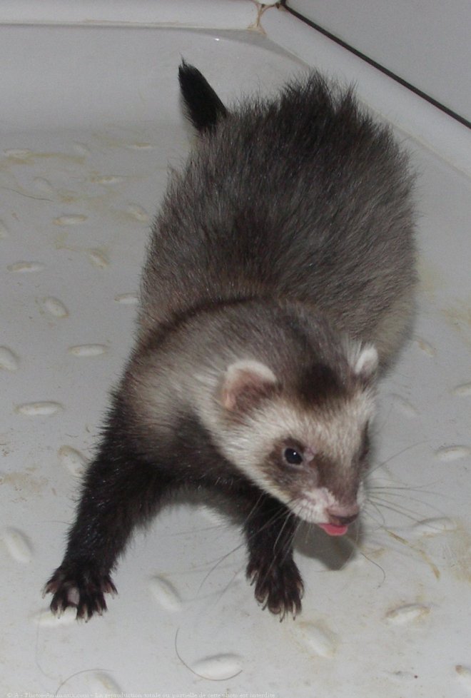 Photo de Furet