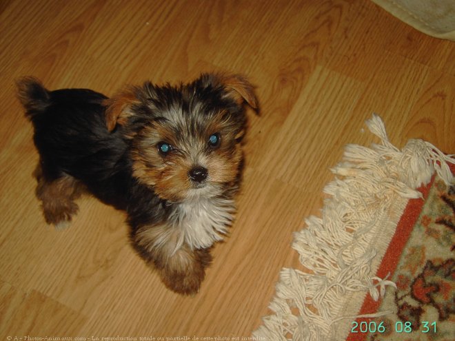 Photo de Yorkshire terrier