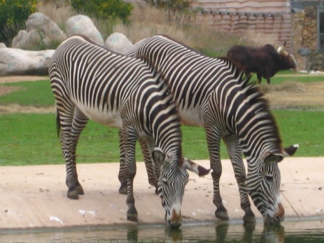 Photo de Zebre