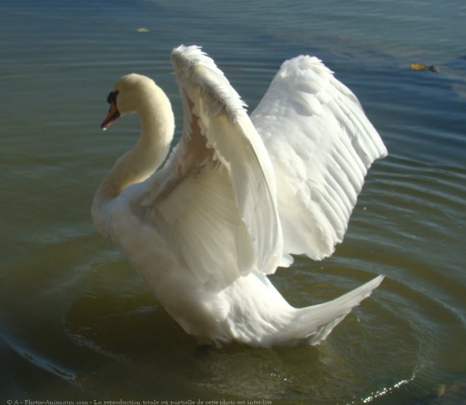 Photo de Cygne