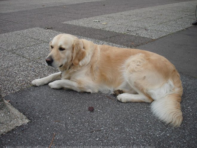 Photo de Golden retriever