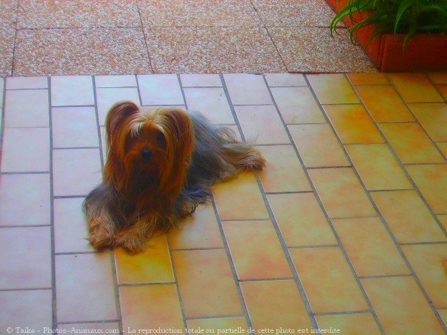 Photo de Yorkshire terrier