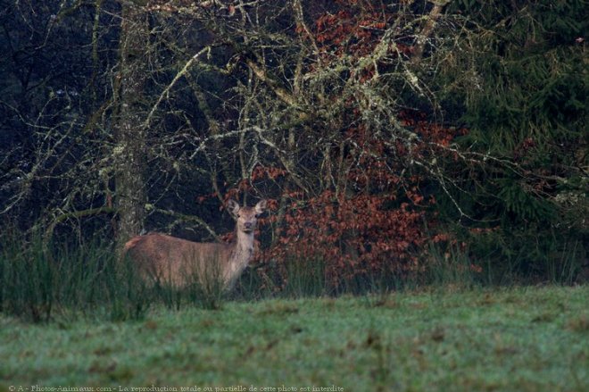 Photo de Biche