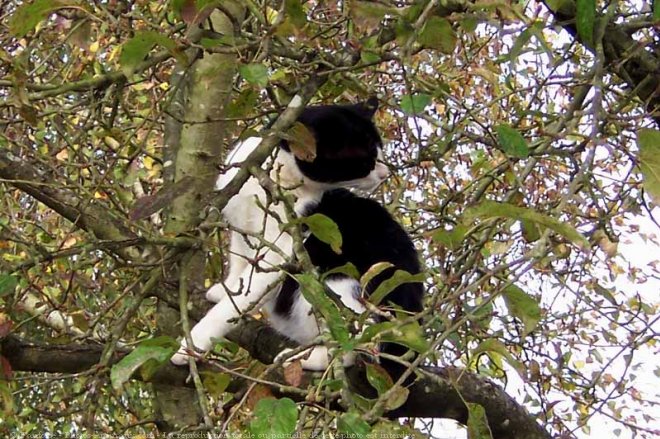 Photo de Chat domestique