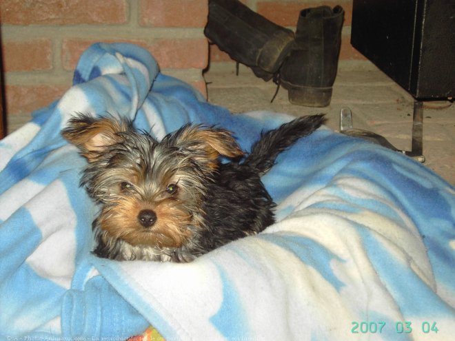 Photo de Yorkshire terrier