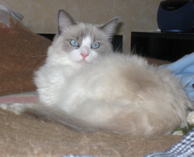 Photo de Ragdoll