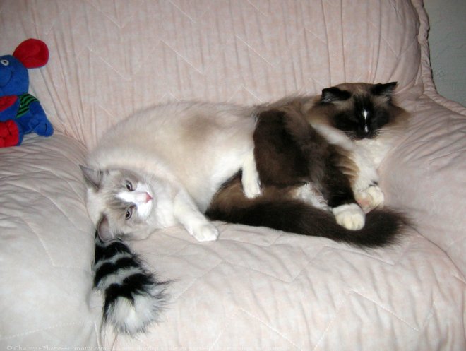 Photo de Ragdoll