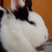 Photo de Lapin