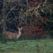 Photo de Biche