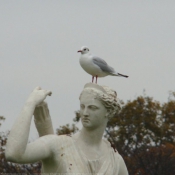 Photo de Mouette