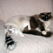 Photo de Ragdoll