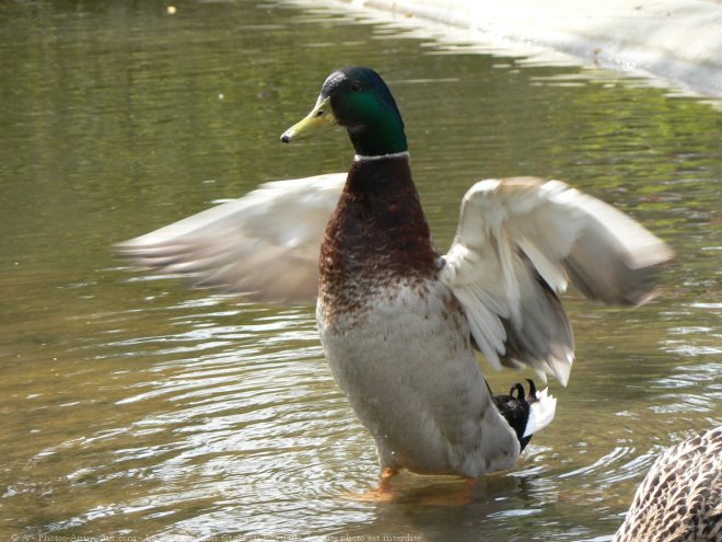 Photo de Canard colvert