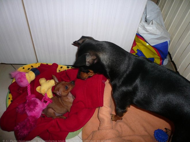 Photo de Pinscher allemand