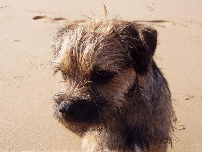 Photo de Border terrier