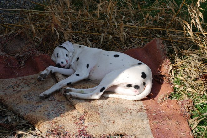 Photo de Dalmatien