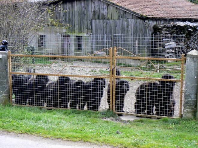 Photo de Chien de terre-neuve