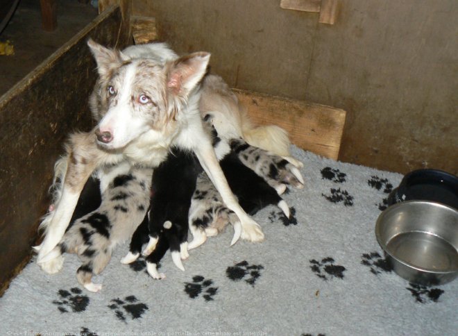 Photo de Border collie