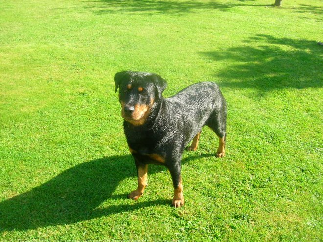 Photo de Rottweiler