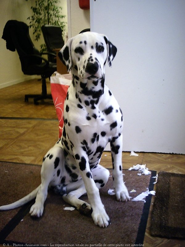 Photo de Dalmatien