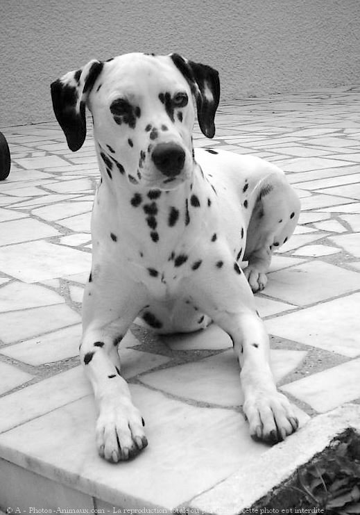 Photo de Dalmatien