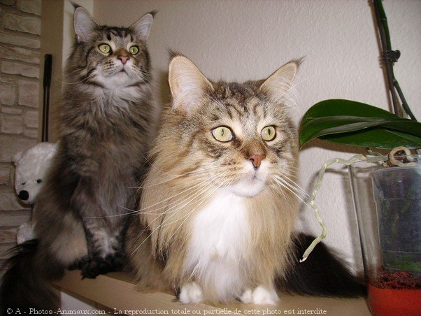 Photo de Maine coon