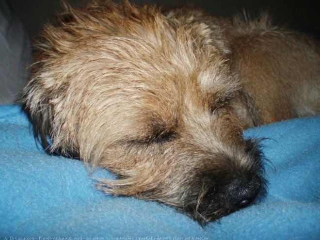 Photo de Border terrier