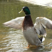 Photo de Canard colvert