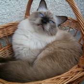 Photo de Sacr de birmanie