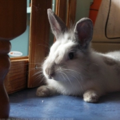 Photo de Lapin