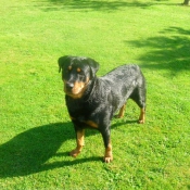 Photo de Rottweiler