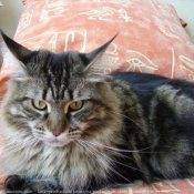 Photo de Maine coon