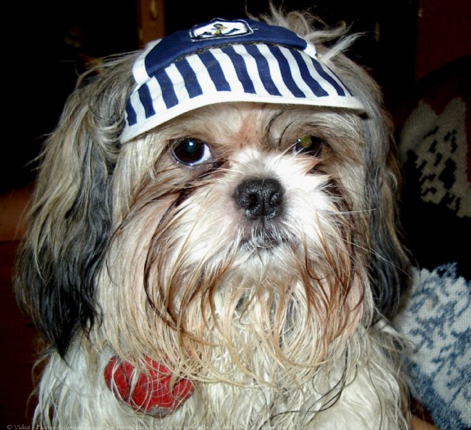 Photo de Shih tzu