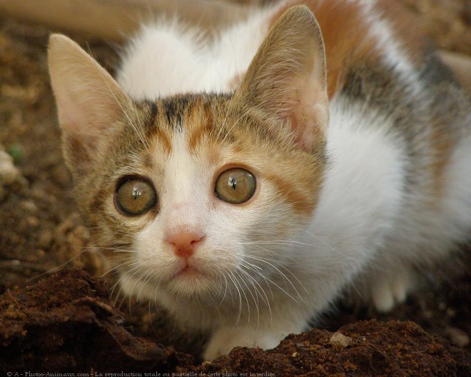 Photo de Chat domestique