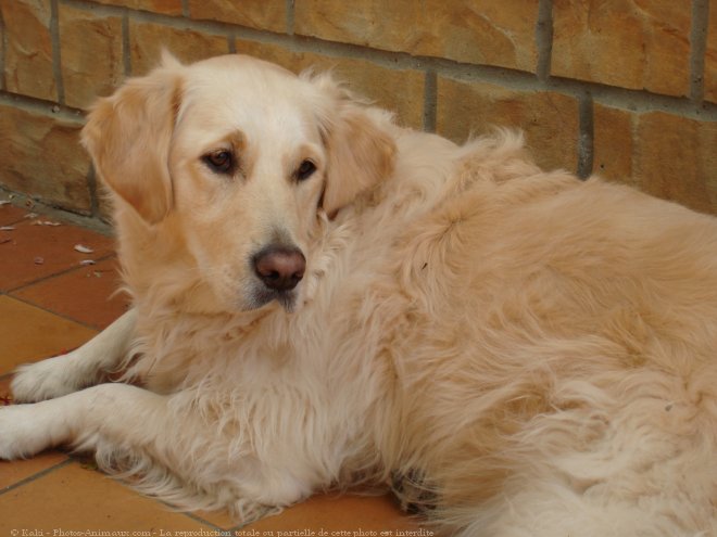 Photo de Golden retriever