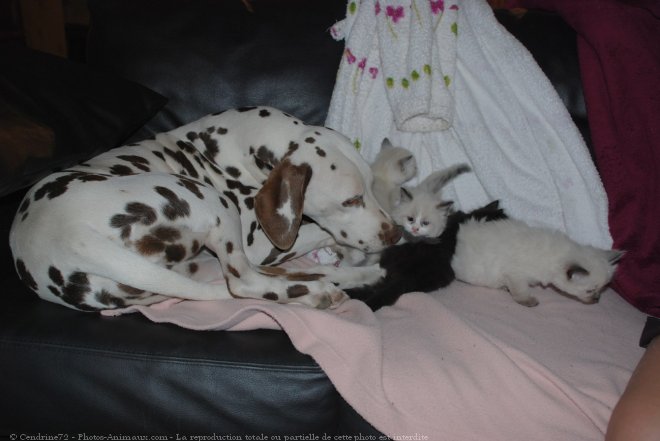 Photo de Dalmatien