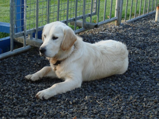 Photo de Golden retriever