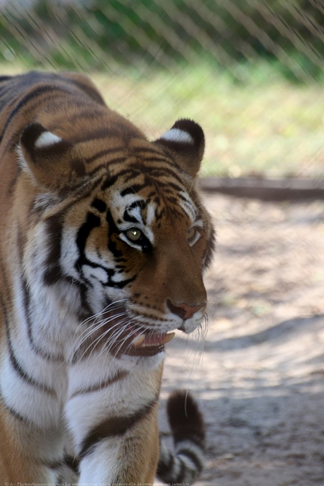 Photo de Tigre