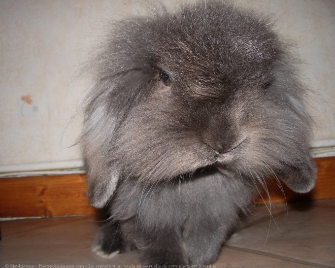 Photo de Lapin