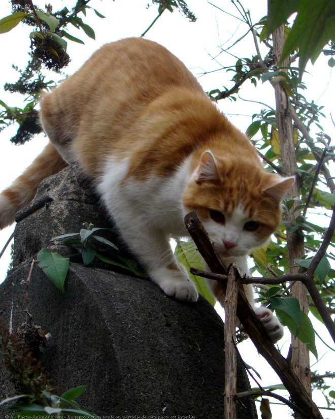 Photo de Chat domestique