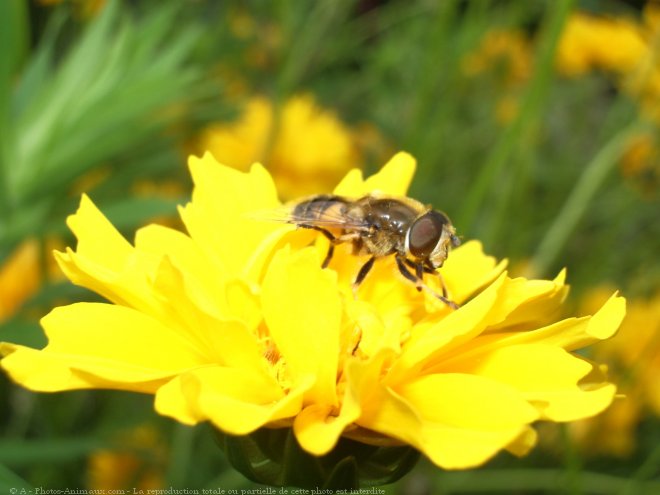 Photo de Mouche