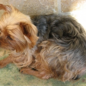 Photo de Yorkshire terrier