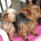 Photo de Yorkshire terrier