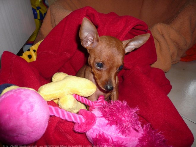 Photo de Pinscher nain